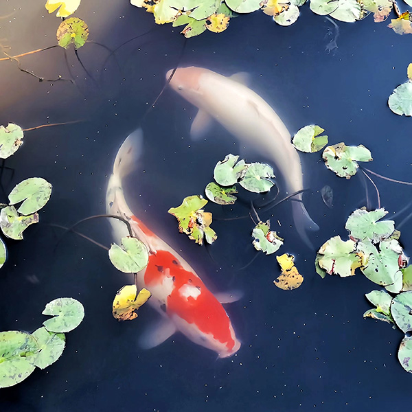 16805090238971551480.jpg 三等獎 錦鯉.jpg